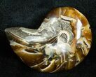 Inch Nautilus fossil from Madagascar #3681-1
